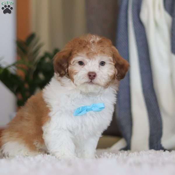Snoopy, Mini Labradoodle Puppy